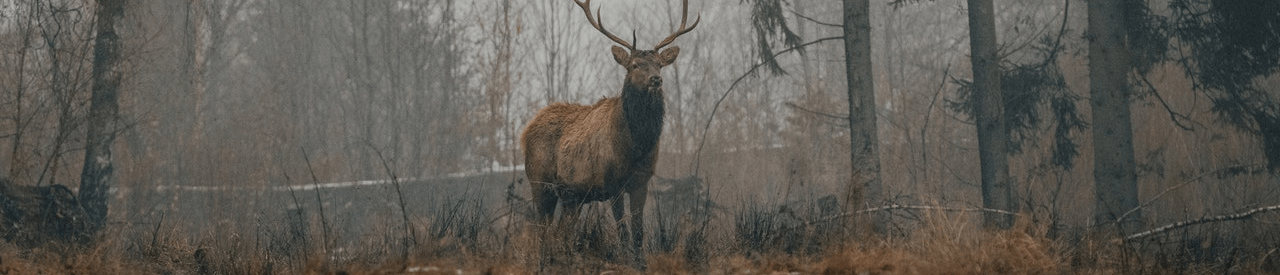 Woodland creature; Photo by David Selbert from Pexels